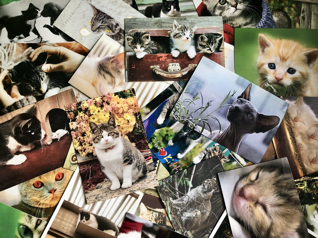Посткроссинг котики на открытках